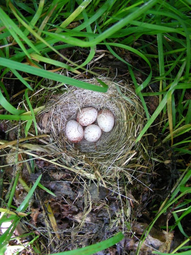 Dark-eyed Junco nest by K.P. McFarland is licensed under CC BY-NC-SA 2.0